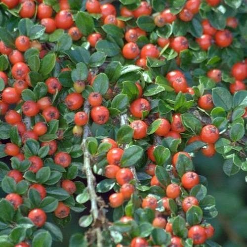 Cotoneaster horizontalis