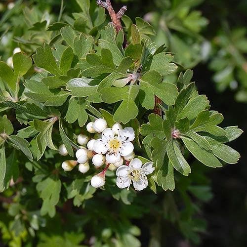 Crataegus azarolus Geraki