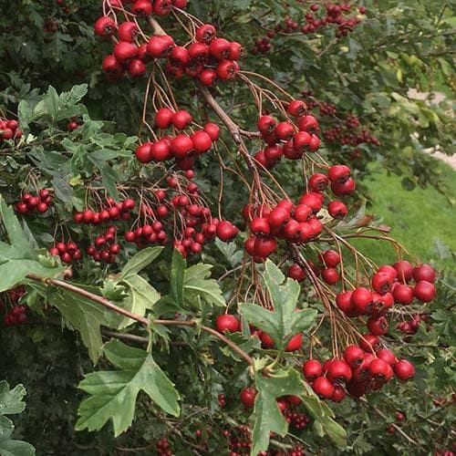 Crataegus azarolus Geraki