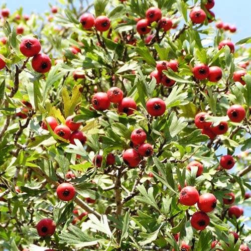 Crataegus azarolus Geraki