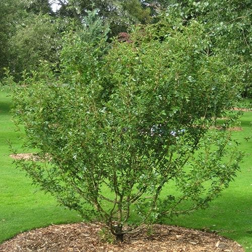 Crataegus harbisonii