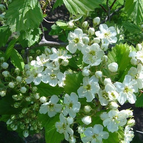 Crataegus harbisonii