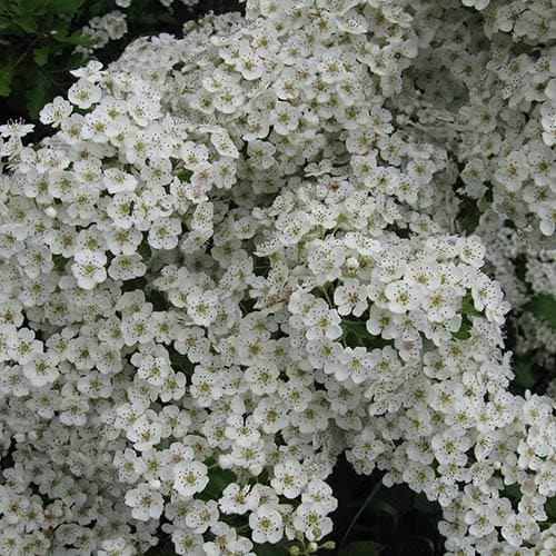Crataegus harbisonii