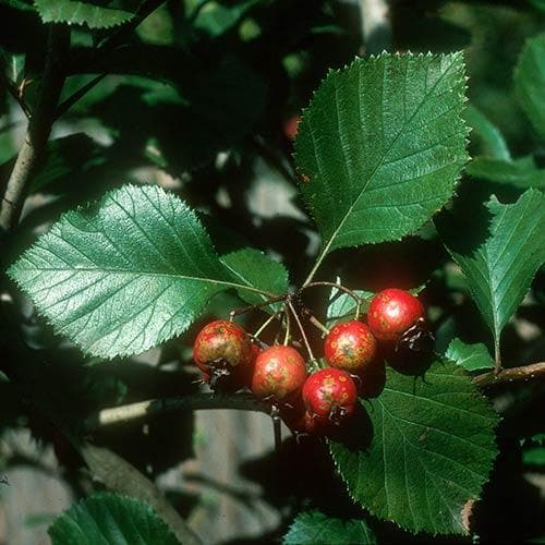 Crataegus harbisonii