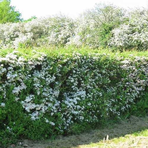 Crataegus monogyna - Future Forests