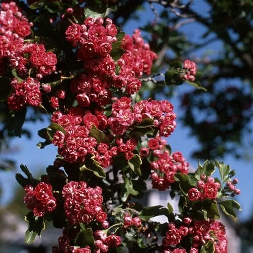 Crataegus Crimson Cloud - Future Forests