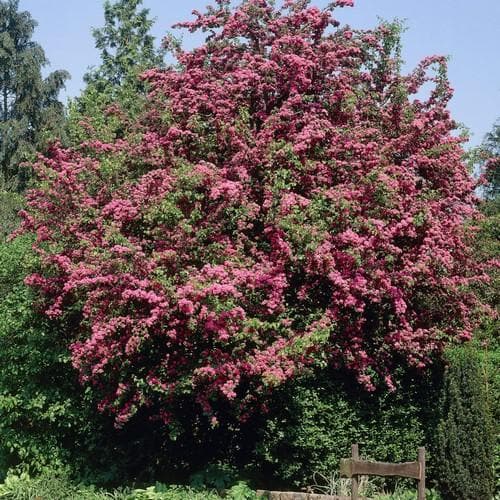 Crataegus Crimson Cloud - Future Forests