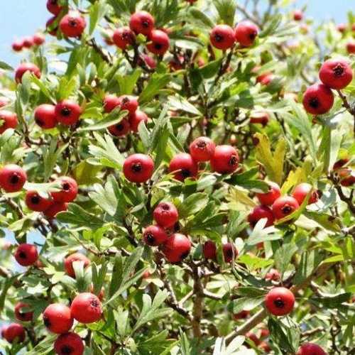 Crataegus Crimson Cloud - Future Forests