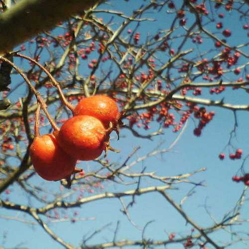 Crataegus chinensis syn. pinnatifida - Future Forests