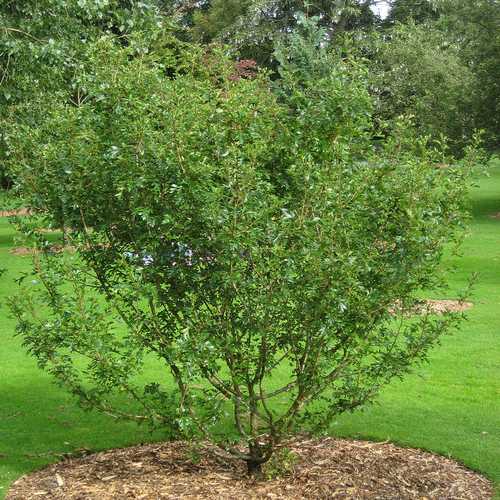 Crataegus chinensis syn. pinnatifida - Future Forests