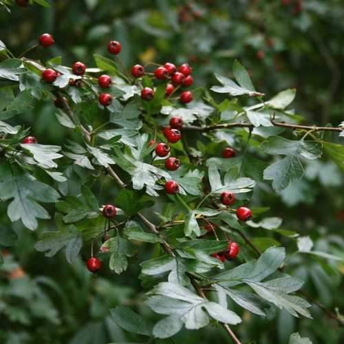 Crataegus monogyna - Future Forests