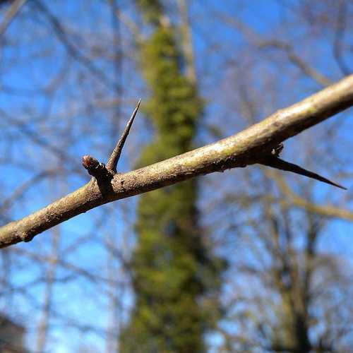 Crataegus monogyna - Future Forests