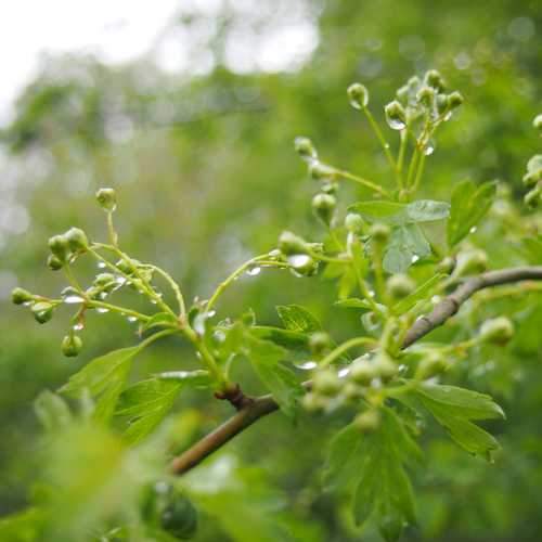 Crataegus monogyna - Future Forests