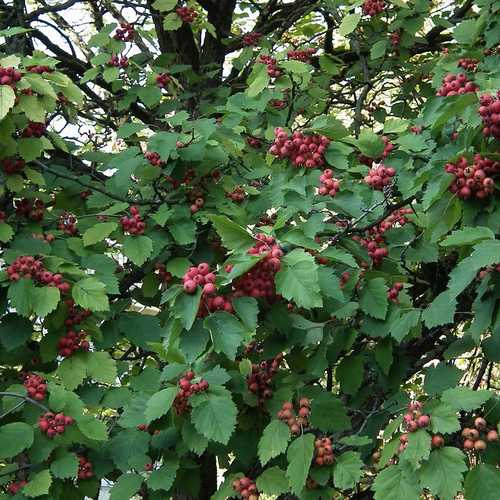 Crataegus pedicellata - Future Forests