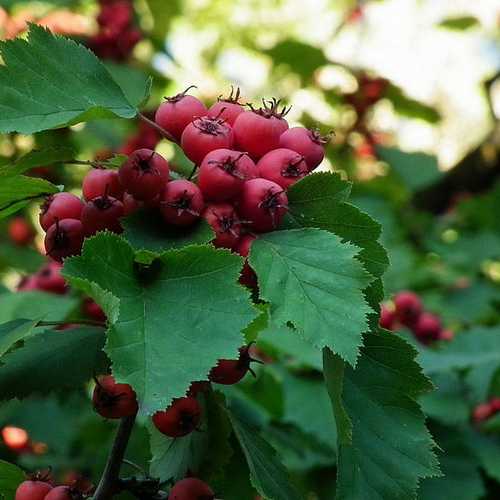 Crataegus pedicellata Bareroot | 1-2ft / Not provided