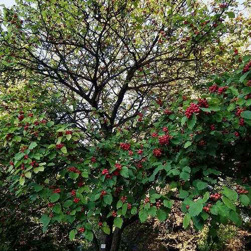 Crataegus pedicellata - Future Forests