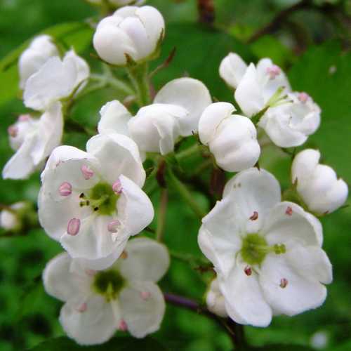 Crataegus pedicellata - Future Forests