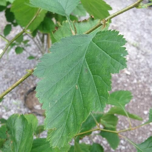 Crataegus pedicellata - Future Forests