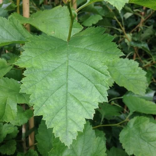 Crataegus pedicellata - Future Forests