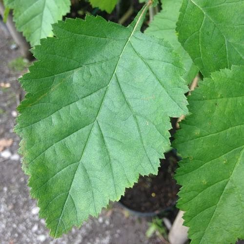 Crataegus pedicellata - Future Forests