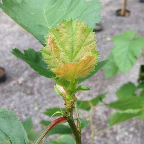 Crataegus pedicellata - Future Forests