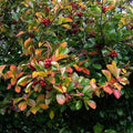 Crataegus persimilis Prunifolia ( 9''- 1ft ) Bareroot