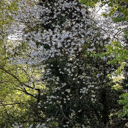 Crataegus persimilis Prunifolia - Future Forests