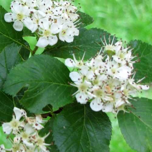 Crataegus persimilis Prunifolia - Future Forests