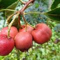 Crataegus pinnatifida Big Ball - Future Forests