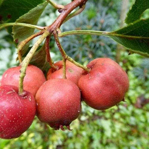 Crataegus pinnatifida Big Ball - Future Forests