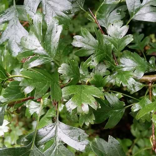 Crataegus monogyna - Future Forests