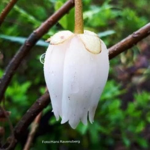 Crinodendron Alf Robbins