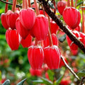 Crinodendron hookerianum 1-2ft Bareroot