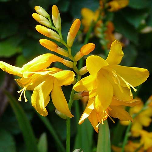 Crocosmia x crocosmiifolia Buttercup