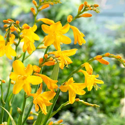 Crocosmia x crocosmiifolia Buttercup