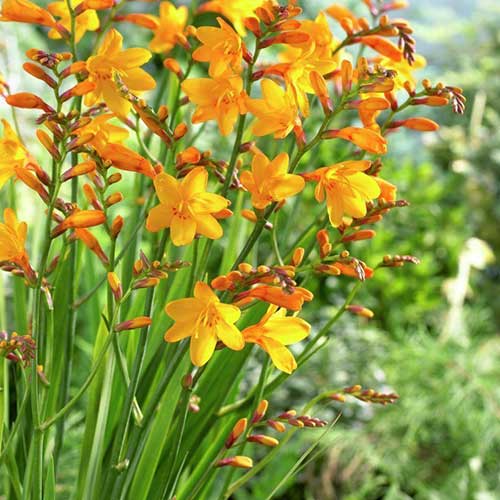 Crocosmia x crocosmiifolia Buttercup