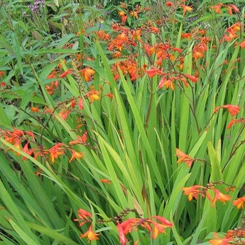 Crocosmia Emily MacKenzie