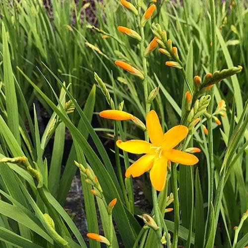 Crocosmia George Davison