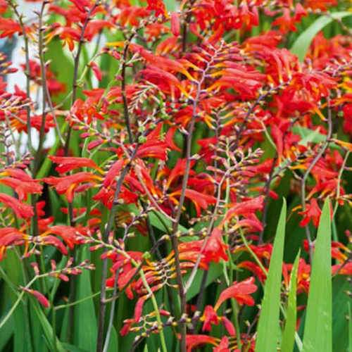 Crocosmia Emberglow Pot | 9cm