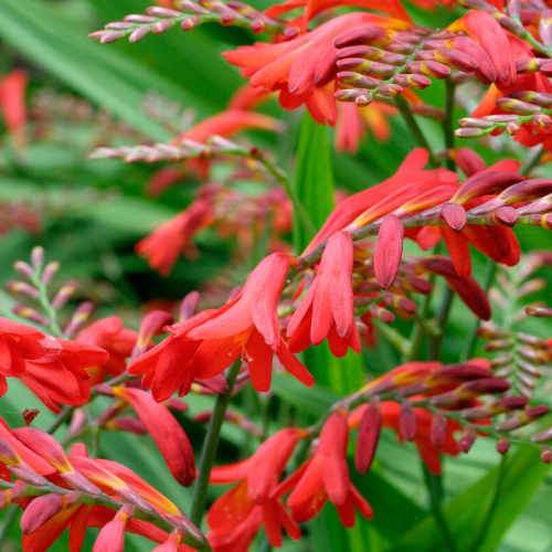 Crocosmia Emberglow