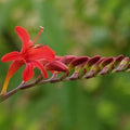 Crocosmia Lucifer AGM Pot | 9cm