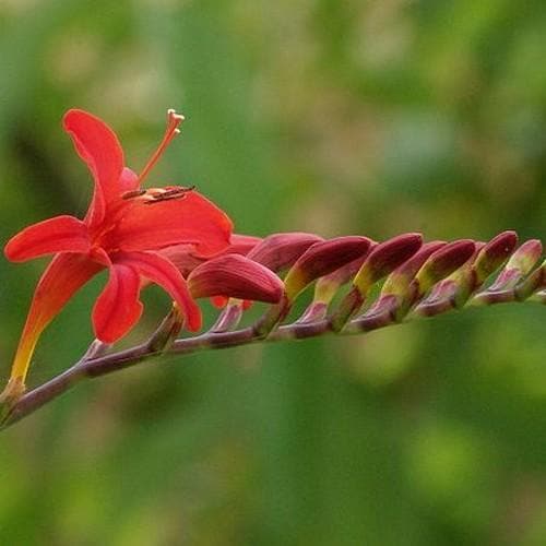 Crocosmia Lucifer AGM Pot | 9cm