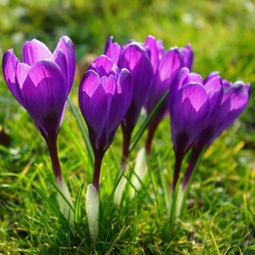 Crocus vernus Flower Record - Future Forests