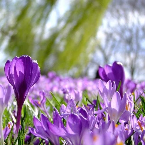 Crocus vernus Flower Record - Future Forests