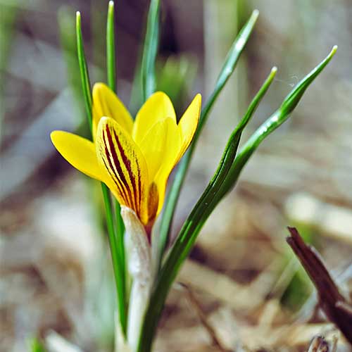 Crocus chrysanthus Fuscotinctus