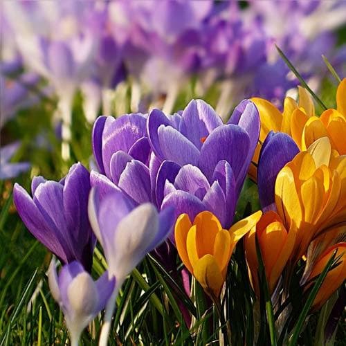 Crocus Large Flowering Bulb Mix - Future Forests