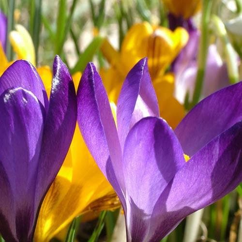 Crocus Large Flowering Bulb Mix - Future Forests