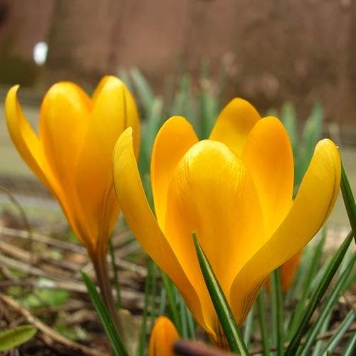 Crocus Large Flowering Yellow - Future Forests