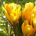 Crocus Large Flowering Yellow - Future Forests