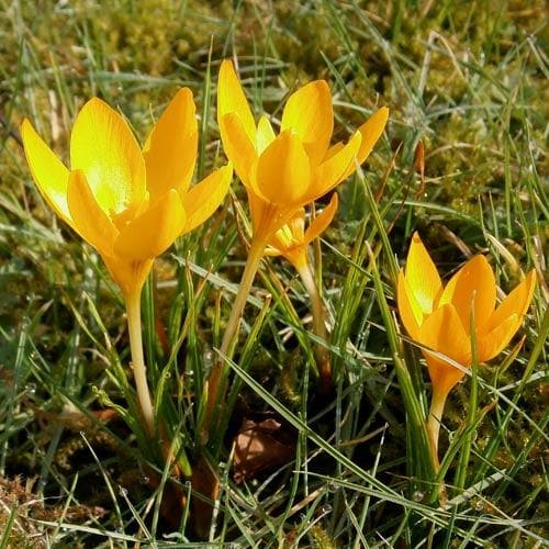 Crocus Large Flowering Yellow - Future Forests